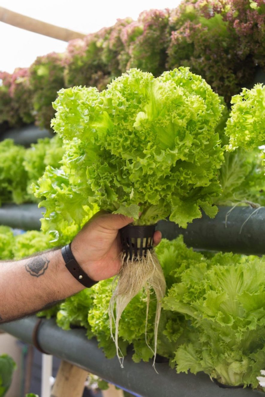 Diseño compacto del sistema de hidroponía